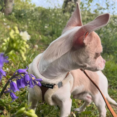 Tiny Trails Step In Soft Touch Suede Effect Faux Fur Lined Puppy and Small Dog Harness in Mocha by My Chi and Me