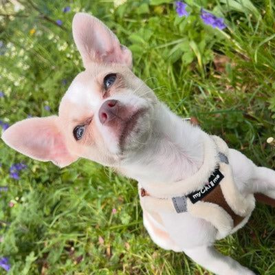 Tiny Trails Step In Soft Touch Suede Effect Faux Fur Lined Puppy and Small Dog Harness in Mocha by My Chi and Me