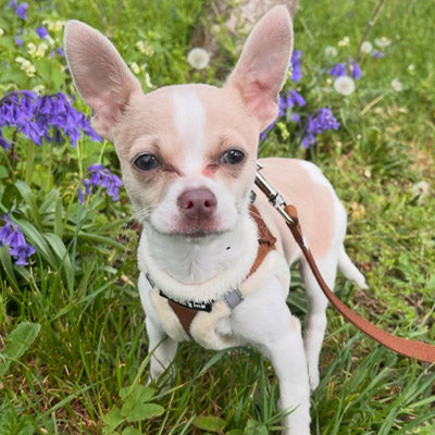 Tiny Trails Step In Soft Touch Suede Effect Faux Fur Lined Puppy and Small Dog Harness Aviator