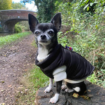 Lightweight Gilet Style Chihuahua or Small Dog Puffa Coat Black