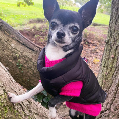 Lightweight Gilet Style Chihuahua or Small Dog Puffa Coat Black
