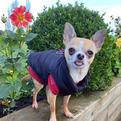 Lightweight Gilet Style Chihuahua or Small Dog Puffa Coat Black