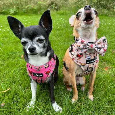 Smart Little Paws Chihuahua Print Exclusive Designer Bow Tie by My Chi and MeSmart Little Paws Chihuahua Print Exclusive Designer Bow Tie by My Chi and Me