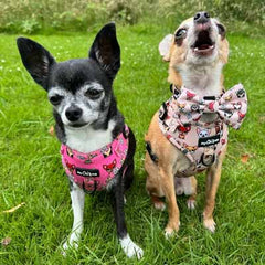 Smart Little Paws Chihuahua Print Exclusive Designer Bow Tie by My Chi and MeSmart Little Paws Chihuahua Print Exclusive Designer Bow Tie by My Chi and Me