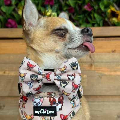 Smart Little Paws Chihuahua Print Exclusive Designer Bow Tie by My Chi and Me