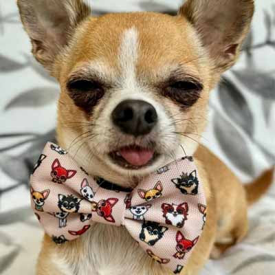 Smart Little Paws Chihuahua Print Exclusive Designer Bow Tie by My Chi and MeSmart Little Paws Stone Chihuahua Print Exclusive Designer Collar by My Chi and Me