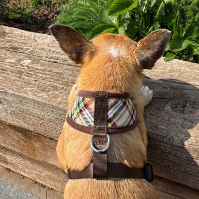 My Pup and Me Brown Tartan Harness