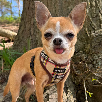 My Pup and Me Brown Tartan Harness
