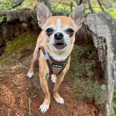 Tiny Trails Step In Air Mesh Puppy and Small Dog Harness Chocolate Caramel