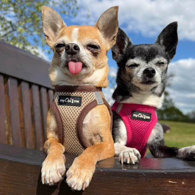 Tiny Trails Step In Air Mesh Puppy and Small Dog Harness Chocolate Caramel