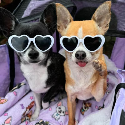 Heart Shaped Small Dog Pet Sunglasses Cool White