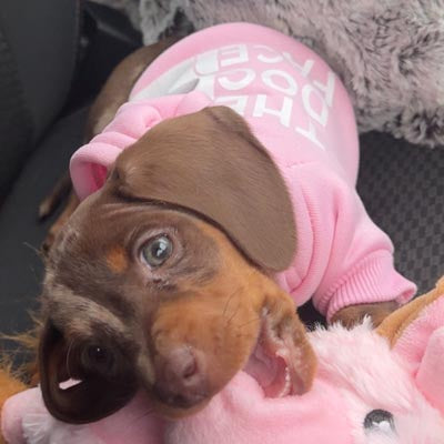 The dog face pink hoody for small dogs