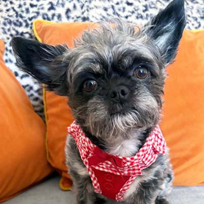 Puppia Vivian Vest Style Jacket Harness B Red 4 Sizes