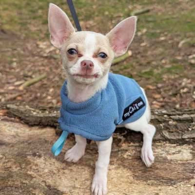 My Chi and Me Fleece Water Repellent Dog Coat Dusky Blue