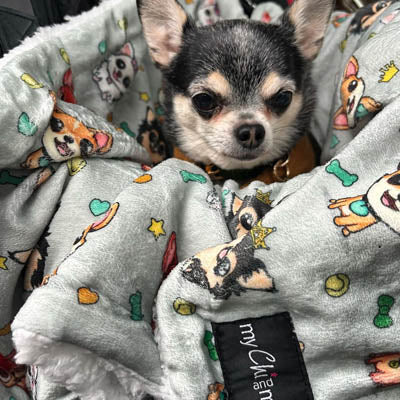 Chihuahua Print Willow Soft Cosy Fleece Blanket by My Chi and Me