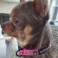 Signature Pink Chihuahua Print Exclusive Designer Collar by My Chi and Me