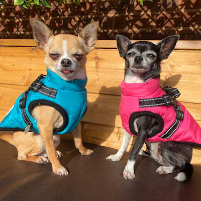 Sherpa Premium Waterproof Small Dog D Ring Coat