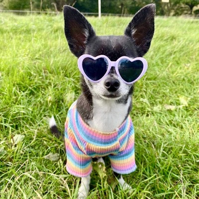 Small Dog Rainbow Pastels Ribbed Turtleneck