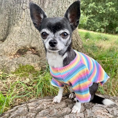 Small Dog Rainbow Pastels Ribbed Turtleneck