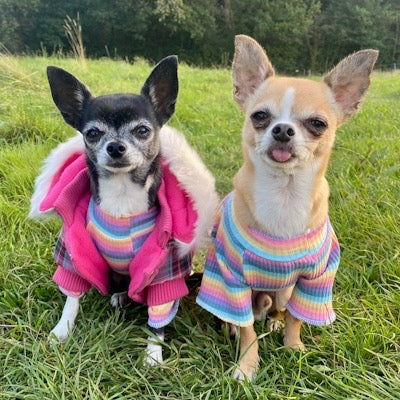 Small Dog Rainbow Pastels Ribbed Turtleneck Lightweight Undershirt Jumper