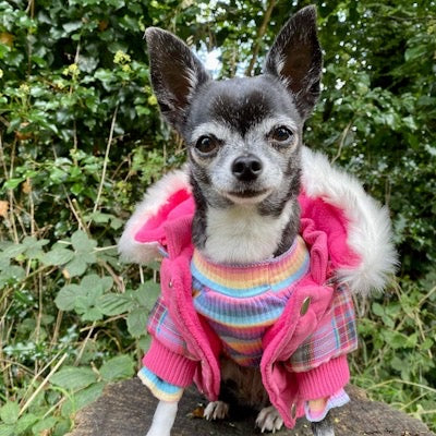 Small Dog Rainbow Pastels Ribbed Turtleneck Lightweight Undershirt Jumper