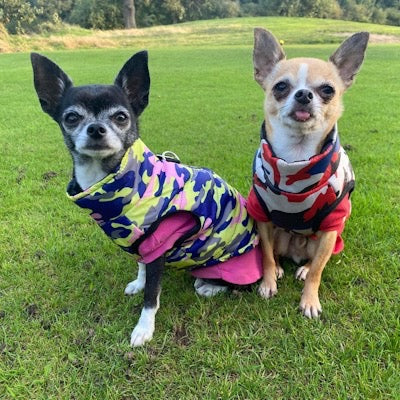Chihuahua or Small Dog Coat Lime Navy and Pink Camouflage Gilet
