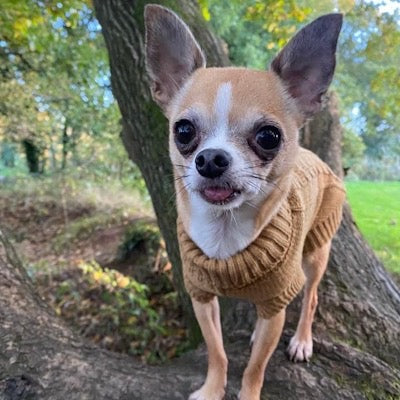 Small Dog Soft Cable Jumper Caramel 6 Sizes