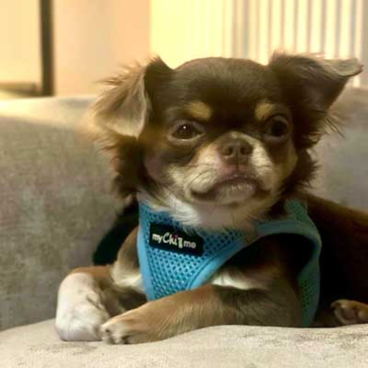 Tiny Trails Step In Air Mesh Puppy and Small Dog Harness Baby Blue