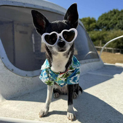 Aqua and Pink Palm Hibiscus Print Quickdry Hawaiian Shirt for Small Dogs