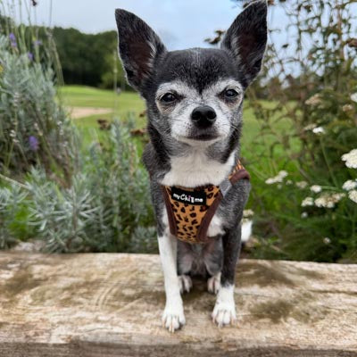 Lightweight Tiny Trails Step In Luxury Leopard Puppy and Small Dog Harness