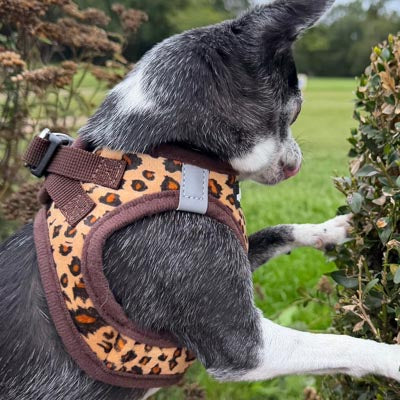Lightweight Tiny Trails Step In Luxury Leopard Puppy and Small Dog Harness