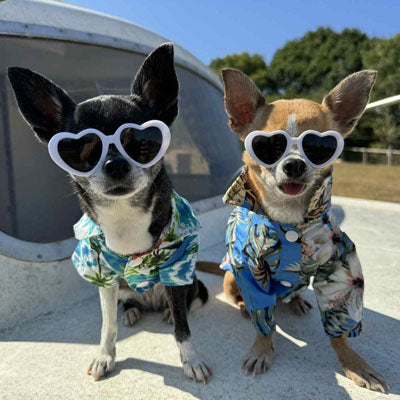 Aqua and Pink Palm Hibiscus Print Quickdry Hawaiian Shirt for Small Dogs