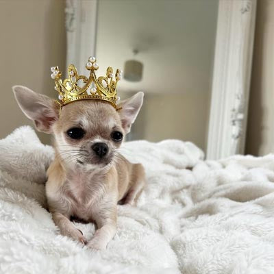 Gold Effect Mini Crown for Small Dogs