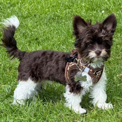 Tiny Trails Step In Luxury Leopard Puppy and Small Dog Harness