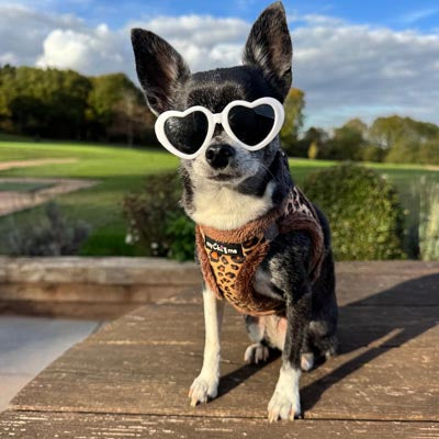 Tiny Trails Step In Luxury Leopard Puppy and Small Dog Harness