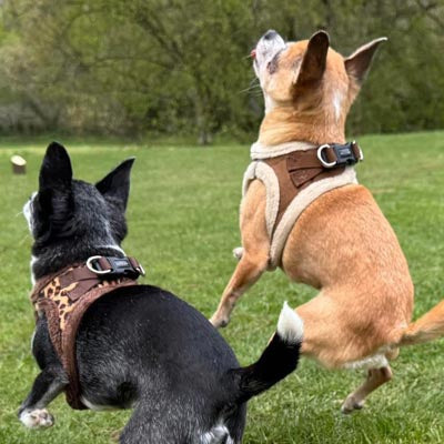 Tiny Trails Step In Luxury Leopard Puppy and Small Dog Harness