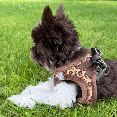 Tiny Trails Step In Luxury Leopard Puppy and Small Dog Harness