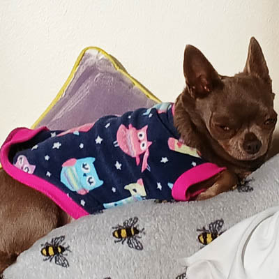 Chihuahua Puppy or Small Dog Fleece Owls Print