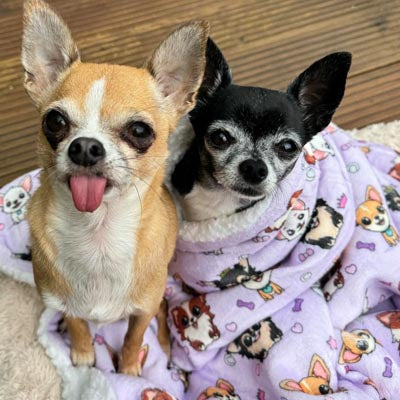 Chihuahua Print Soft Lilac Cosy Fleece Blanket by My Chi and Me