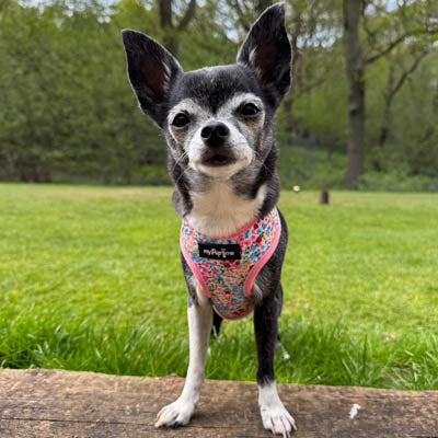 Meadow Floral Harness by My Pup and Me