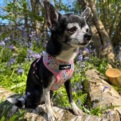 Luxury Meadow Floral Harness by My Pup and Me