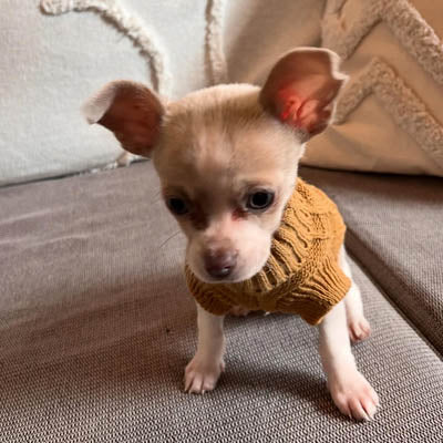 Small Dog Soft Cable Jumper Caramel 7 Sizes