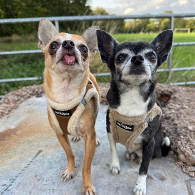 Tiny Trails Step In Soft Touch Suede Effect Faux Fur Lined Puppy and Small Dog Harnesses in Mocha and Caramel by My Chi and Me