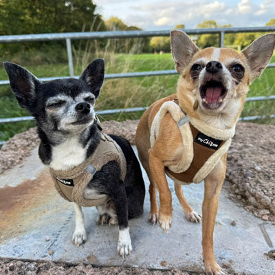 Tiny Trails Step In Soft Touch Suede Effect Faux Fur Lined Puppy and Small Dog Harnesses in Mocha and Caramel by My Chi and Me