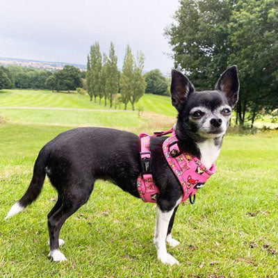 Pretty Little Paws Chihuahua Print Exclusive Designer Harness by My Chi and Me