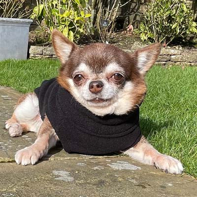 Step In Zipped Chihuahua or Small Dog Fleece Jumper with D Rings For Leash Black