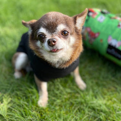 Step In Zipped Chihuahua or Small Dog Fleece Jumper with D Rings For Leash Black
