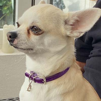 PU Leather Diamante Heart Sparkly Dog Collar Purple 2 Sizes