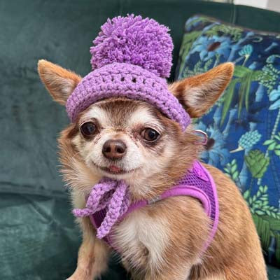 Handmade Chihuahua or Small Dog Pom Pom Hat Purple