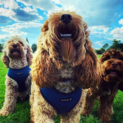 Puppia Soft Mesh Small Dog Harness A Royal Blue 4 Sizes
